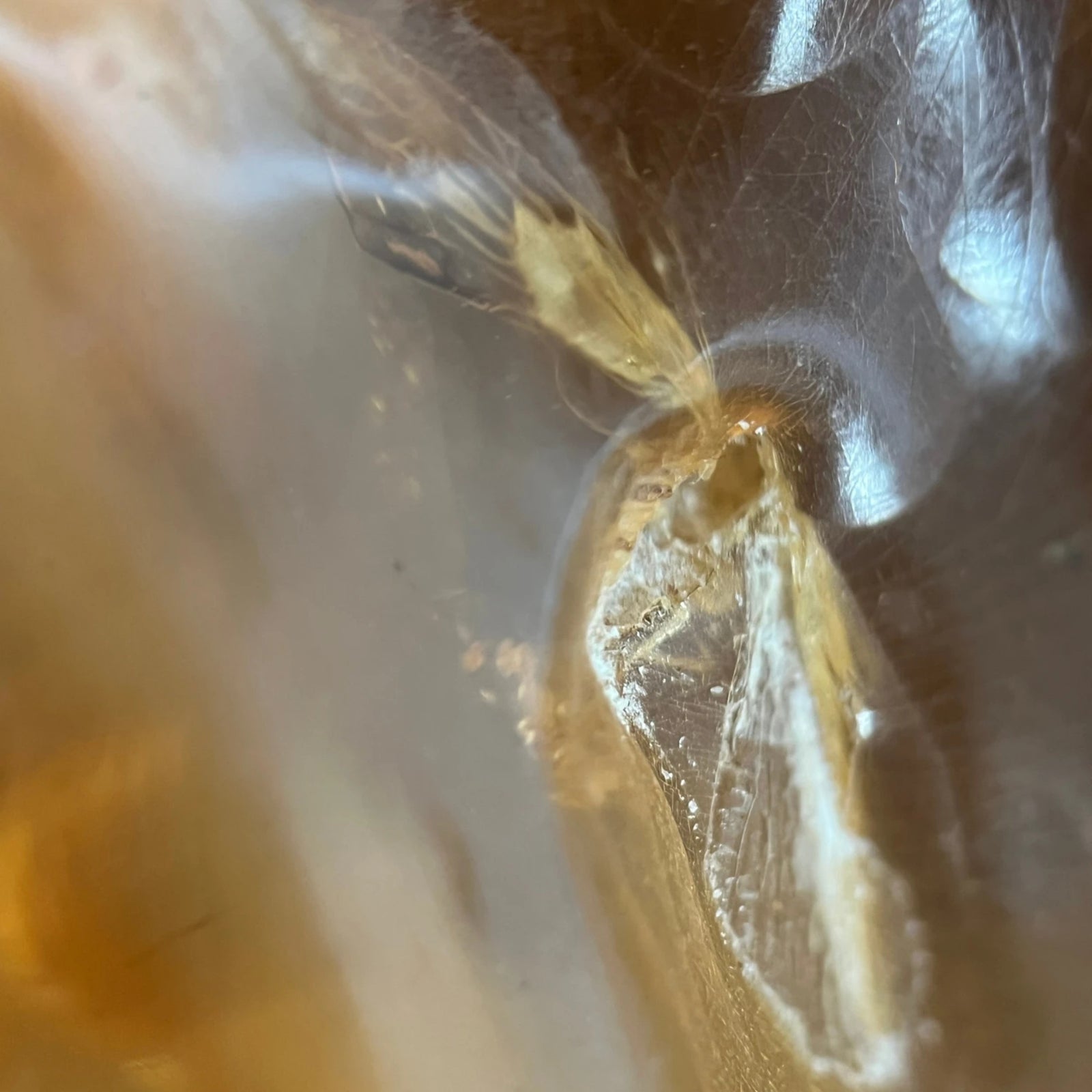 Copal gepolijst nr.01