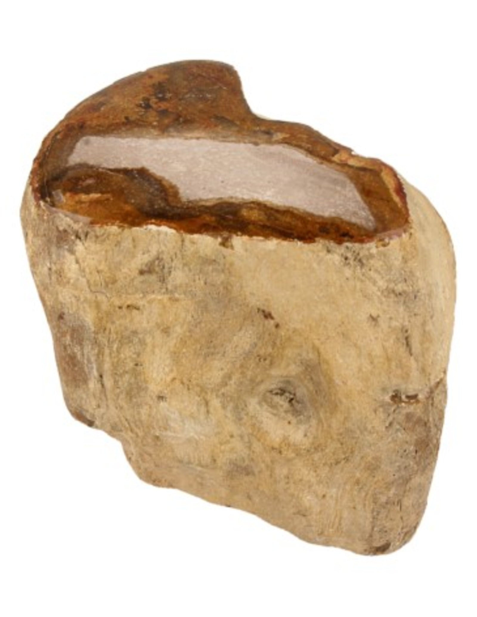 Fossiel hout uit Java half gepolijst, p/kg