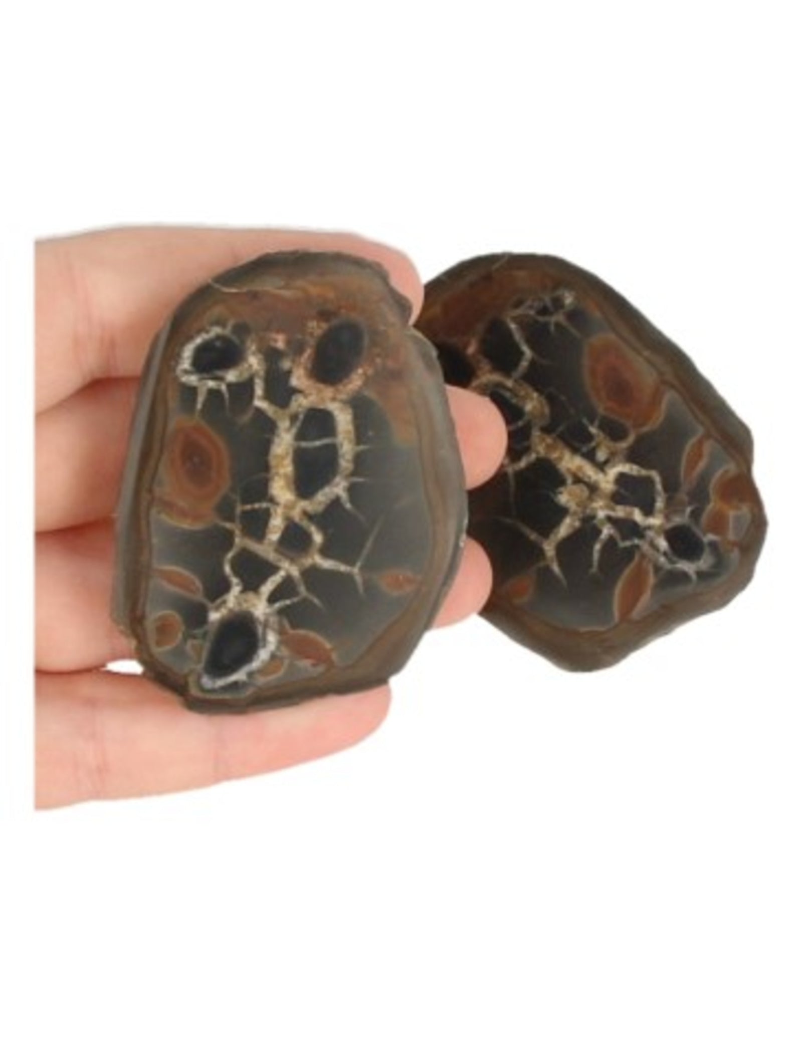 Septarie / thunderstone paar 5-7 cm