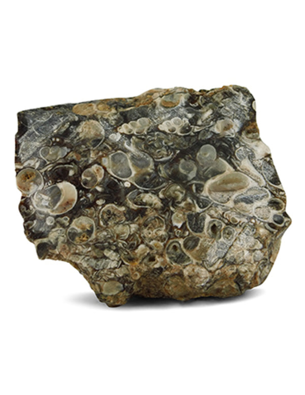 Agaat turritella ruw, p/kg