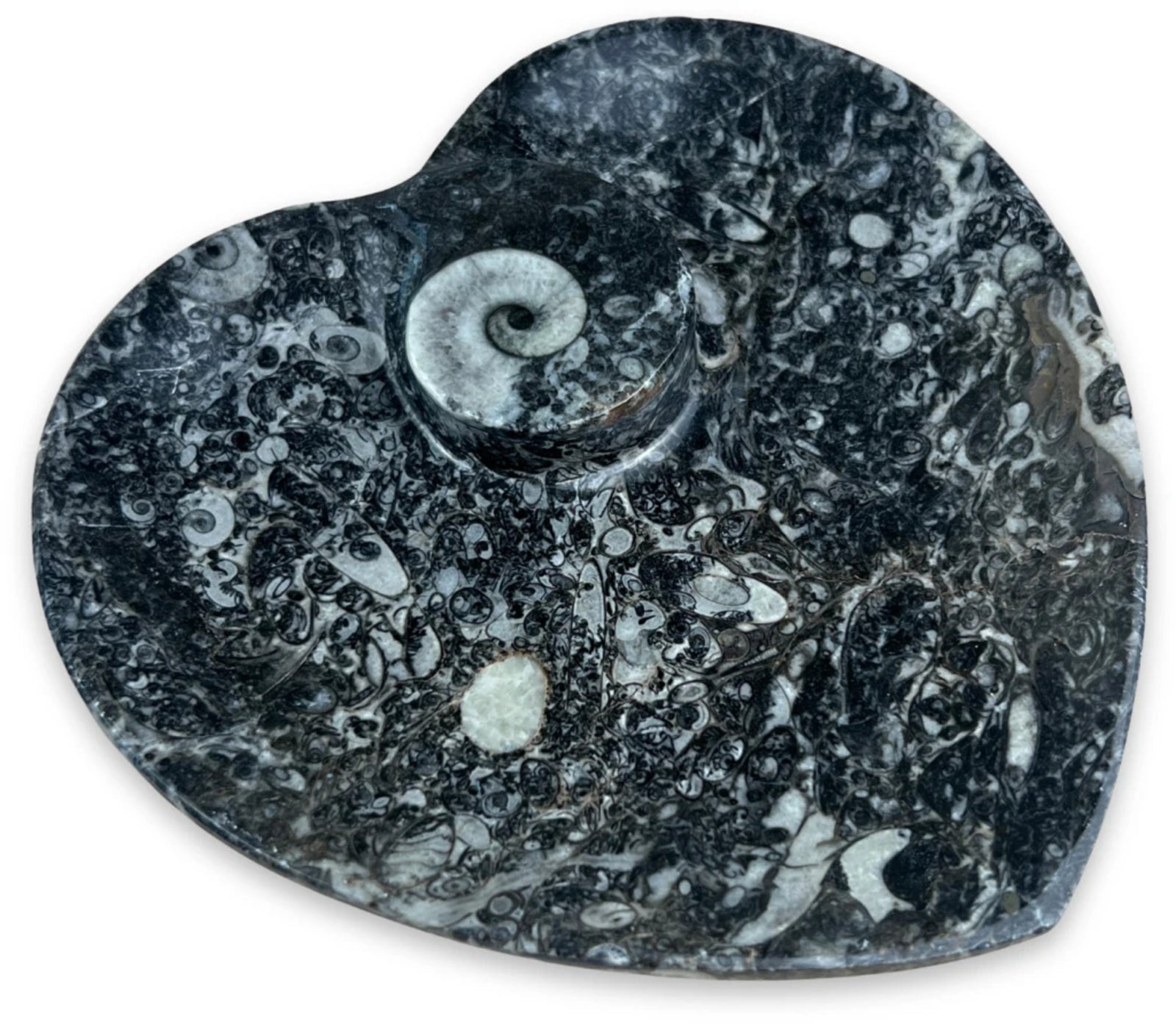 Ammoniet Orthoceras fossiel schaaltje hartvorm