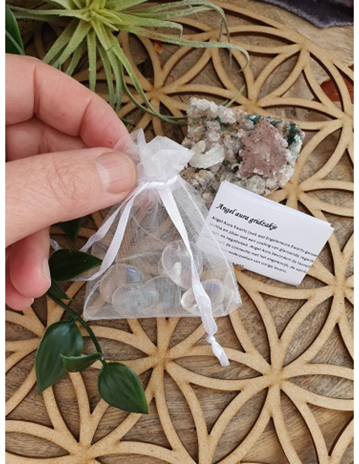 Angel Aura gridzakje 6 st. (gecoat)