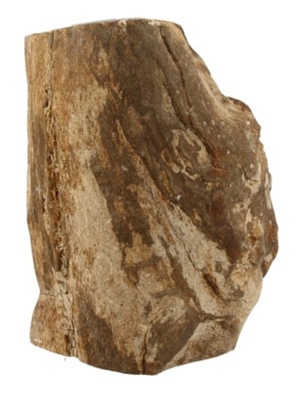 Fossiel hout uit Java half gepolijst, p/kg