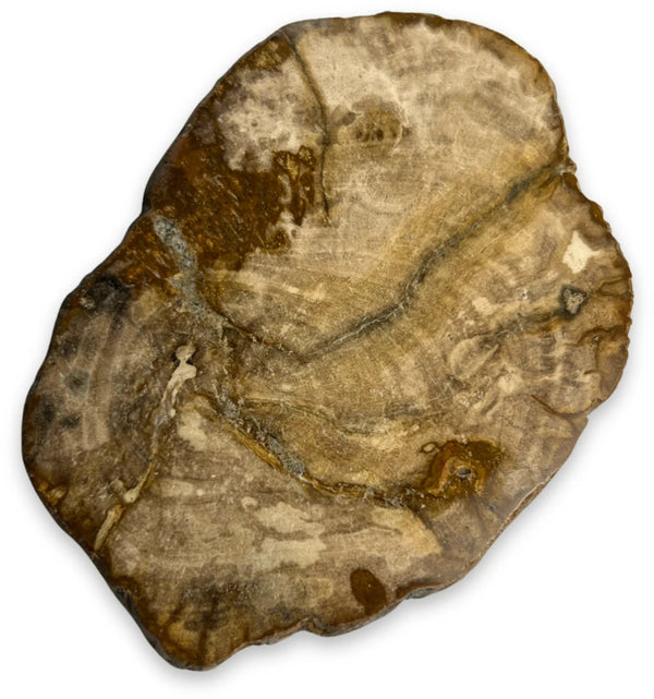 Versteend hout schijfje klein (10-11 cm)