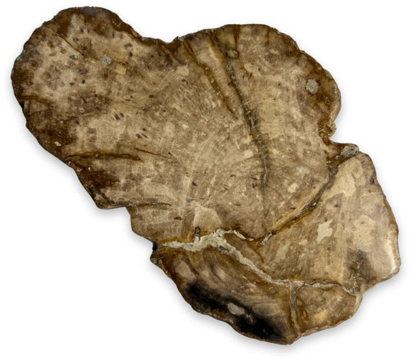 Versteend hout schijf klein (12-14 cm)