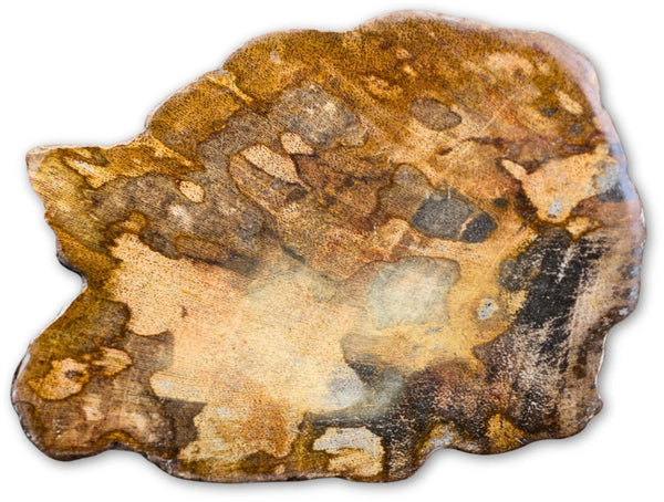 Versteend hout schijf klein (7-9 cm)