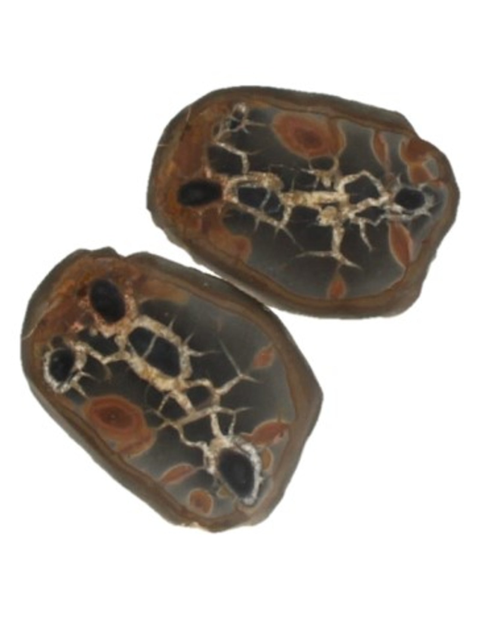 Septarie / thunderstone paar 5-7 cm