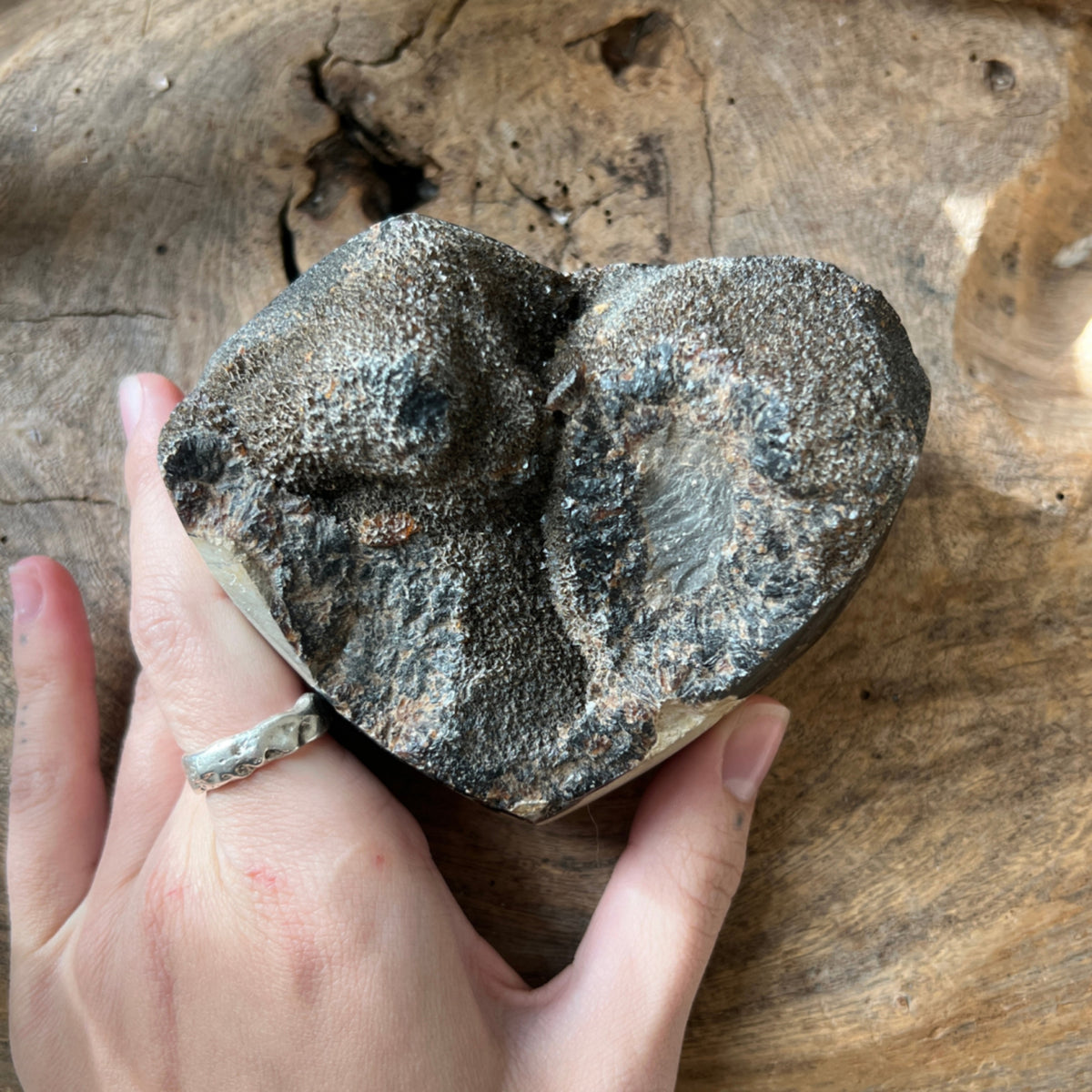 Septarie wild hart nr.07